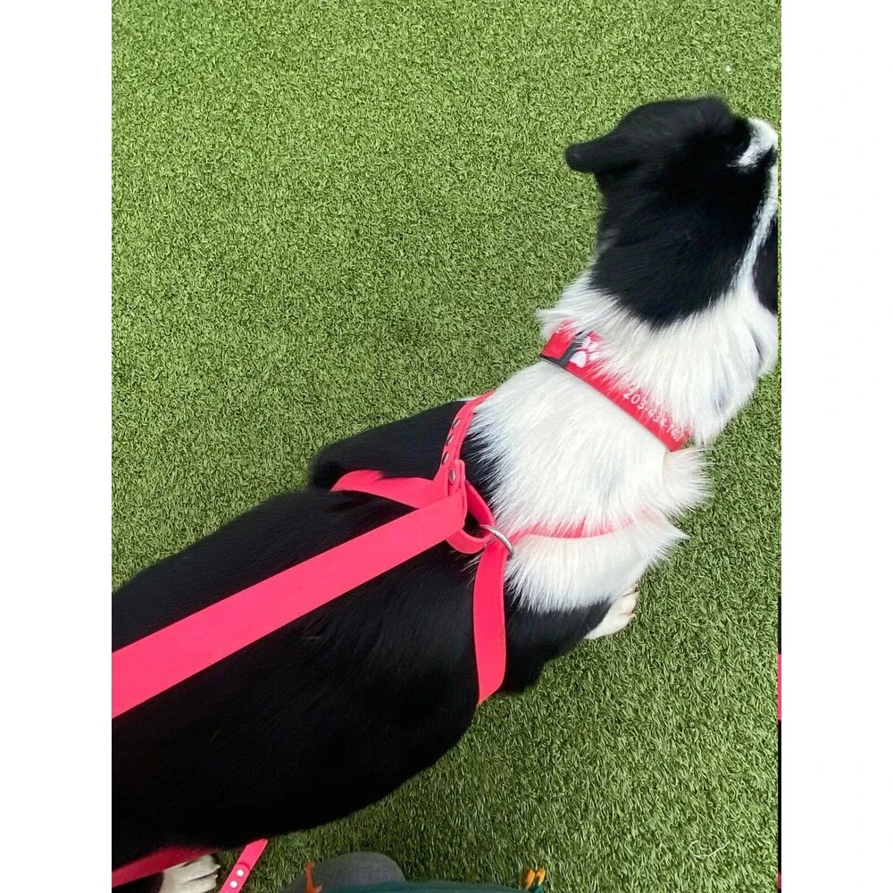 4’ Biothane Convertible Slip Dog Leash No Pull Harness or Head Halter 5/8